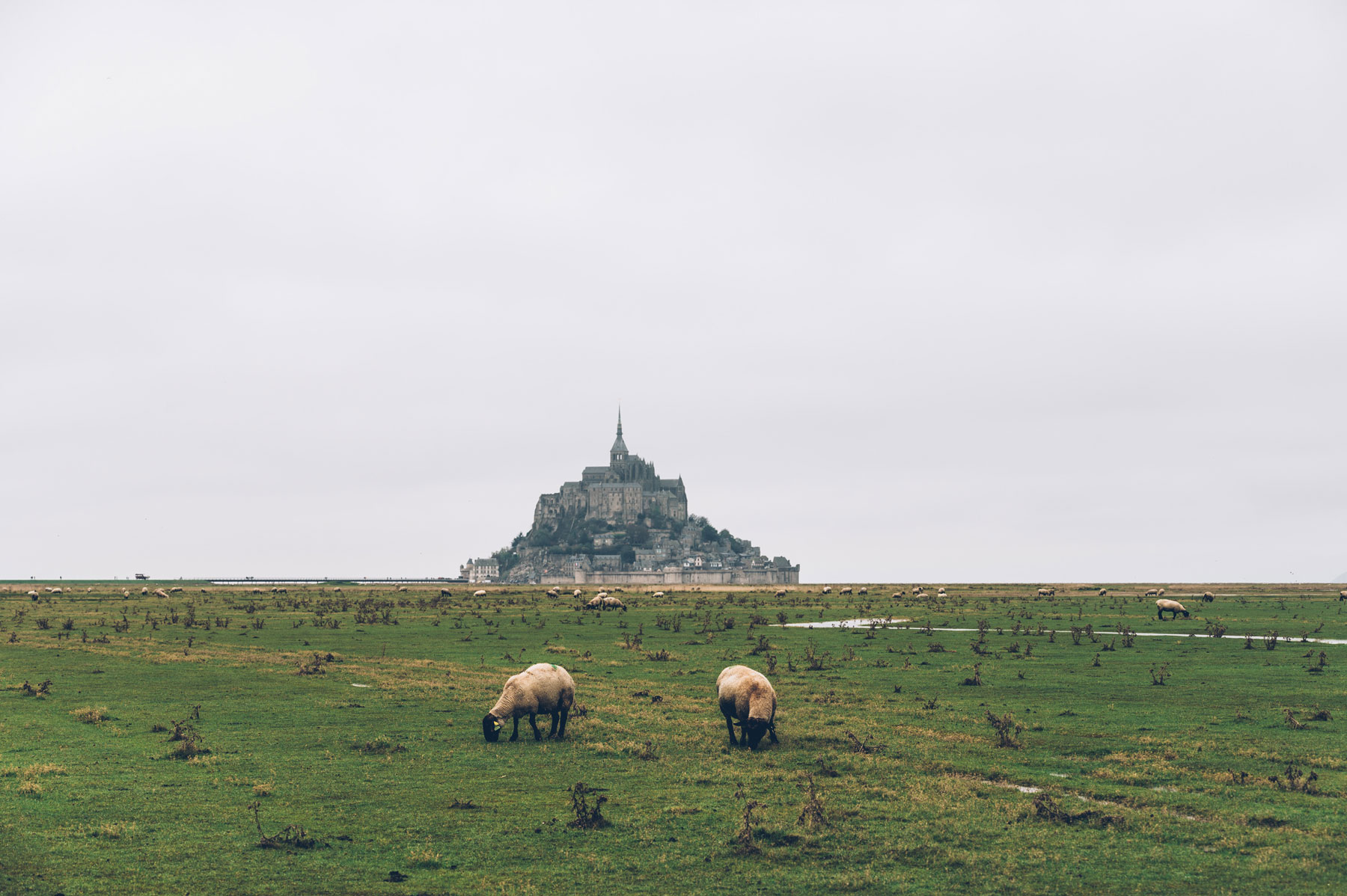 Moutons et Mont