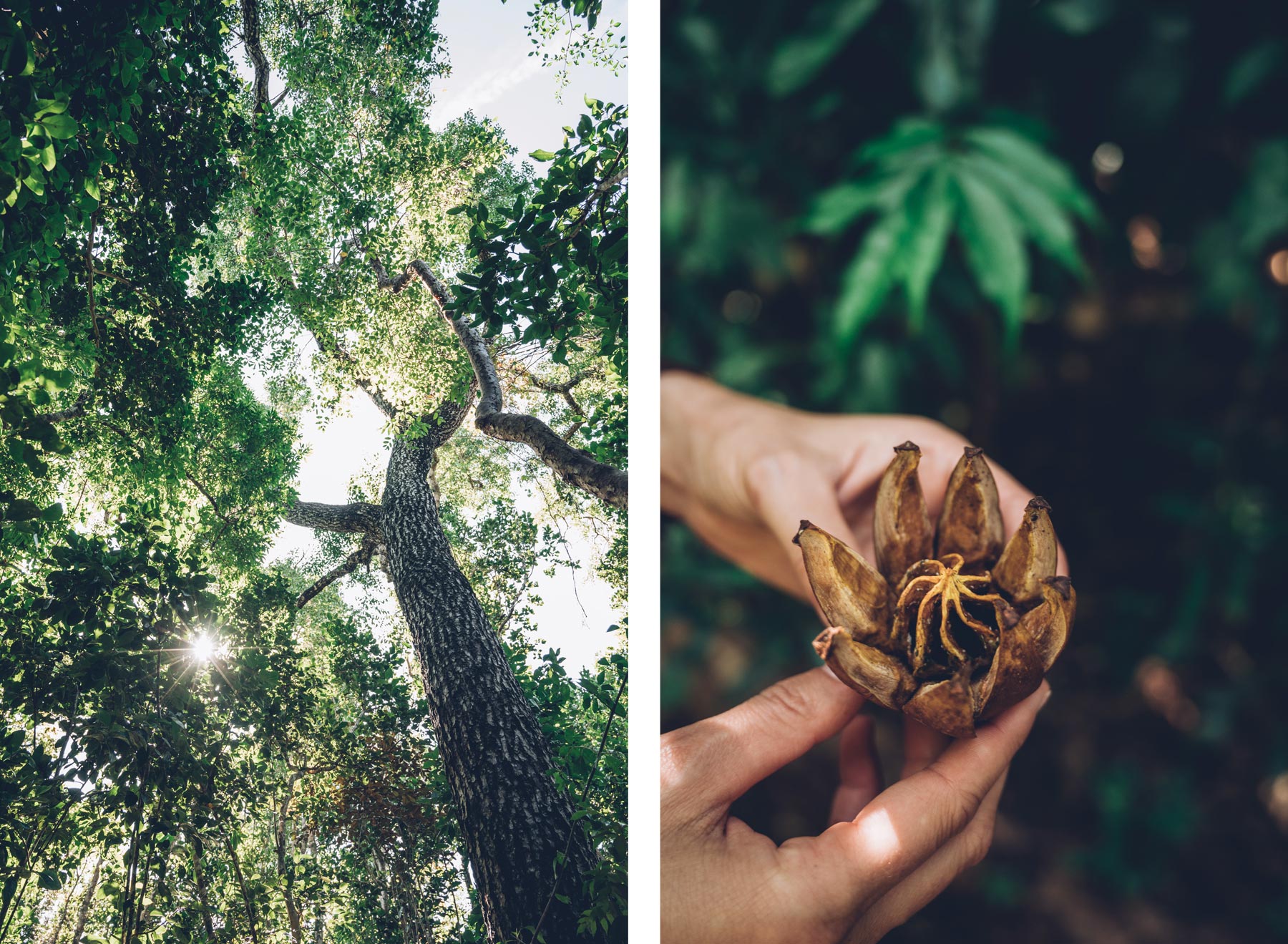 Primeval Forest, New Providence, Nassau