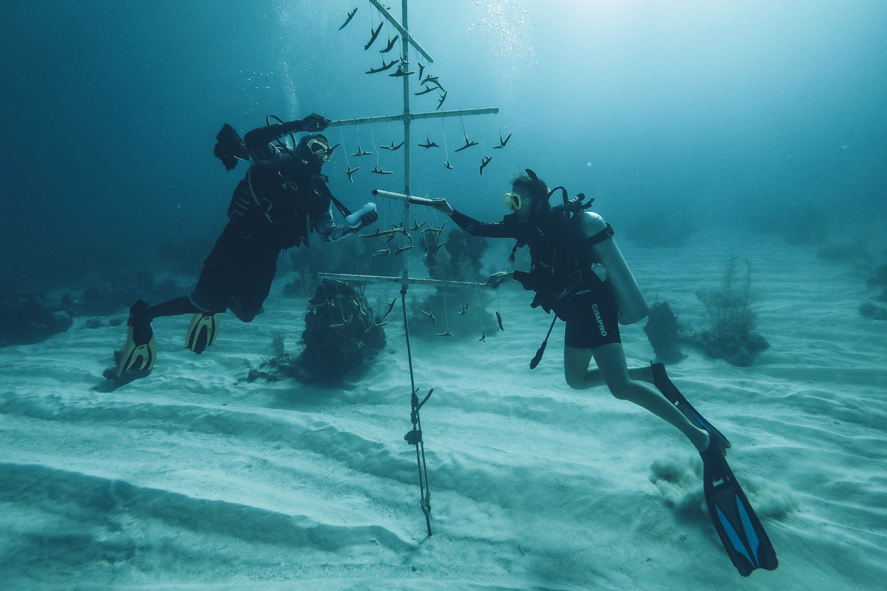 Plantation de Corail aux Bahamas, Andros