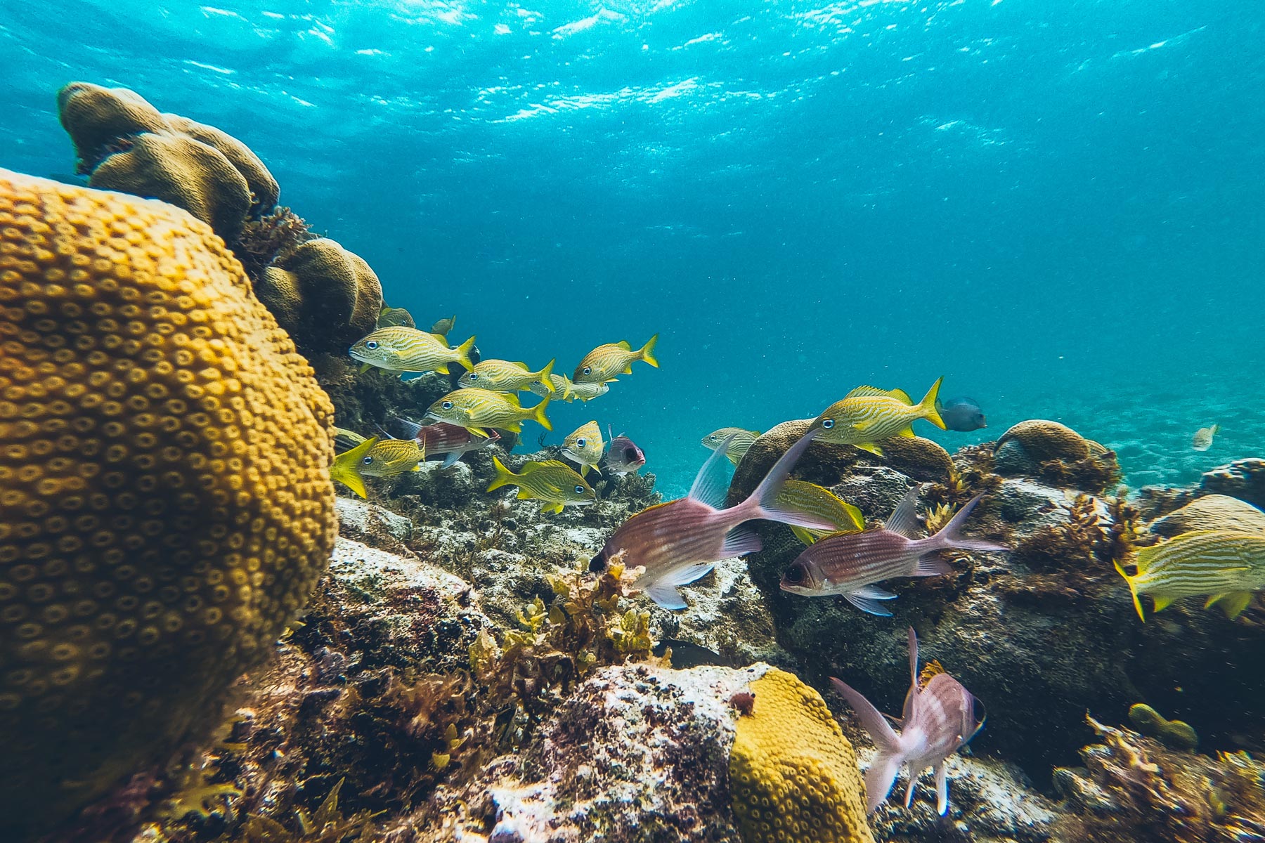 Plongée, Cat island, Bahamas