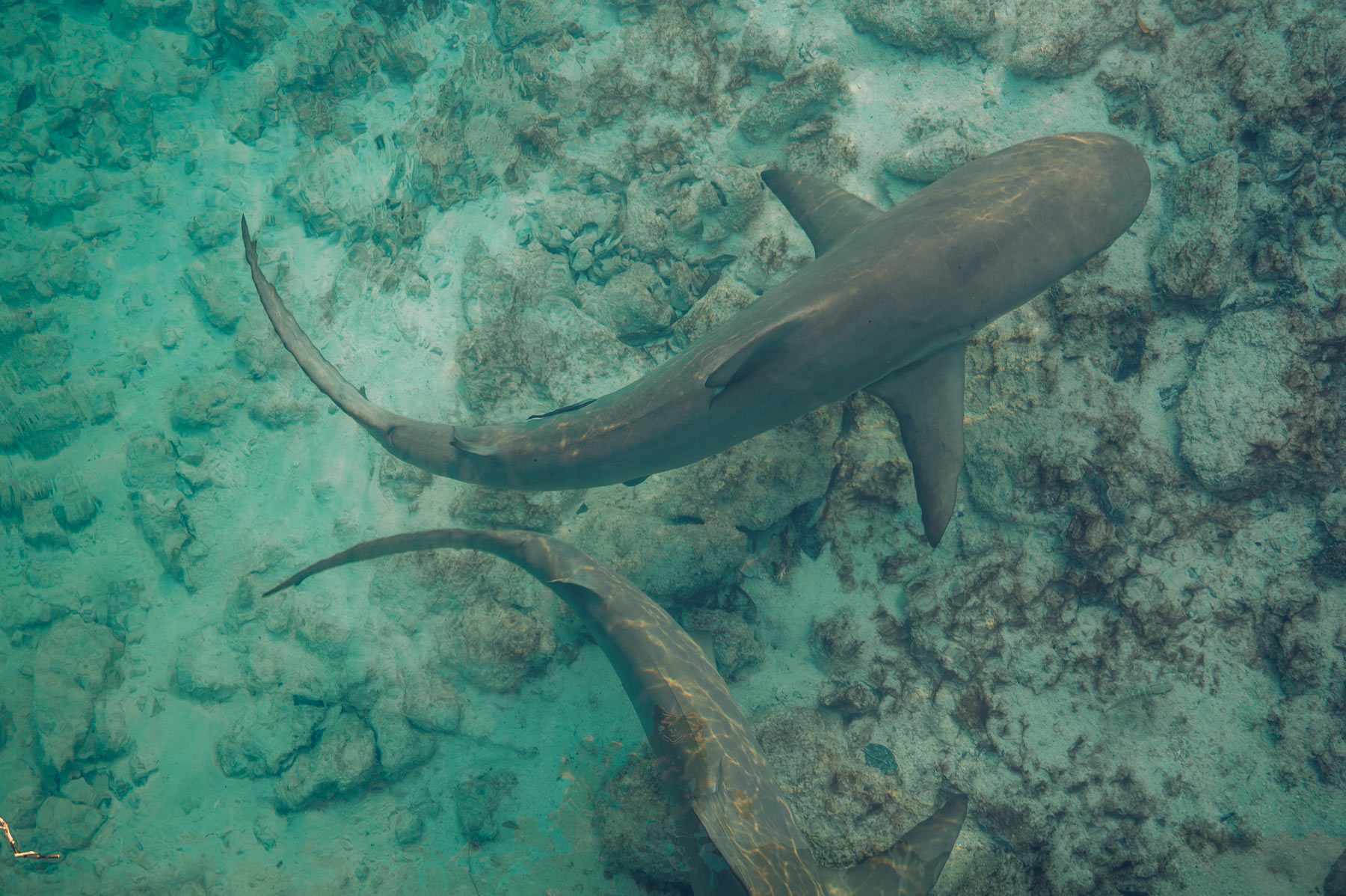 Hawks Nest Requins, Cat Island, Bahamas