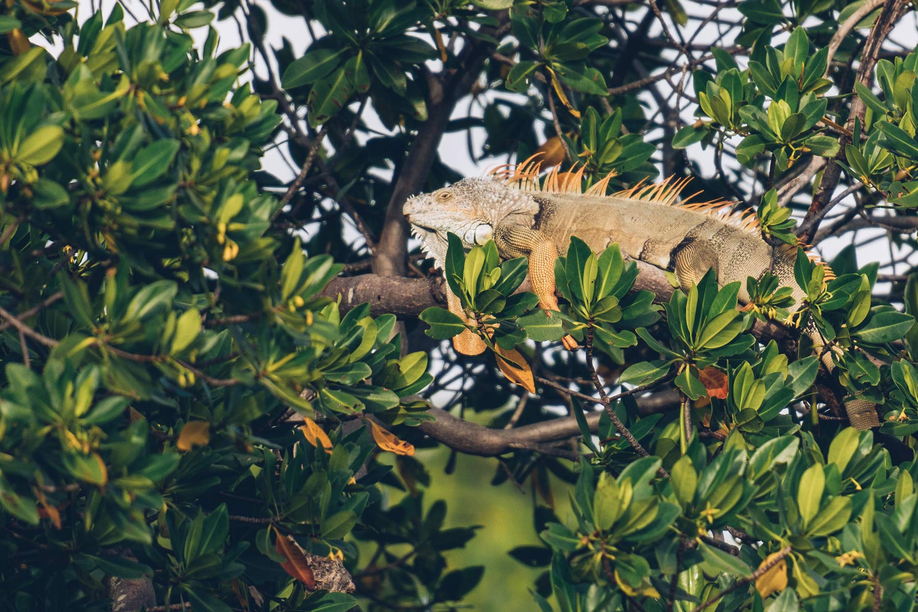 Iguane, Miami