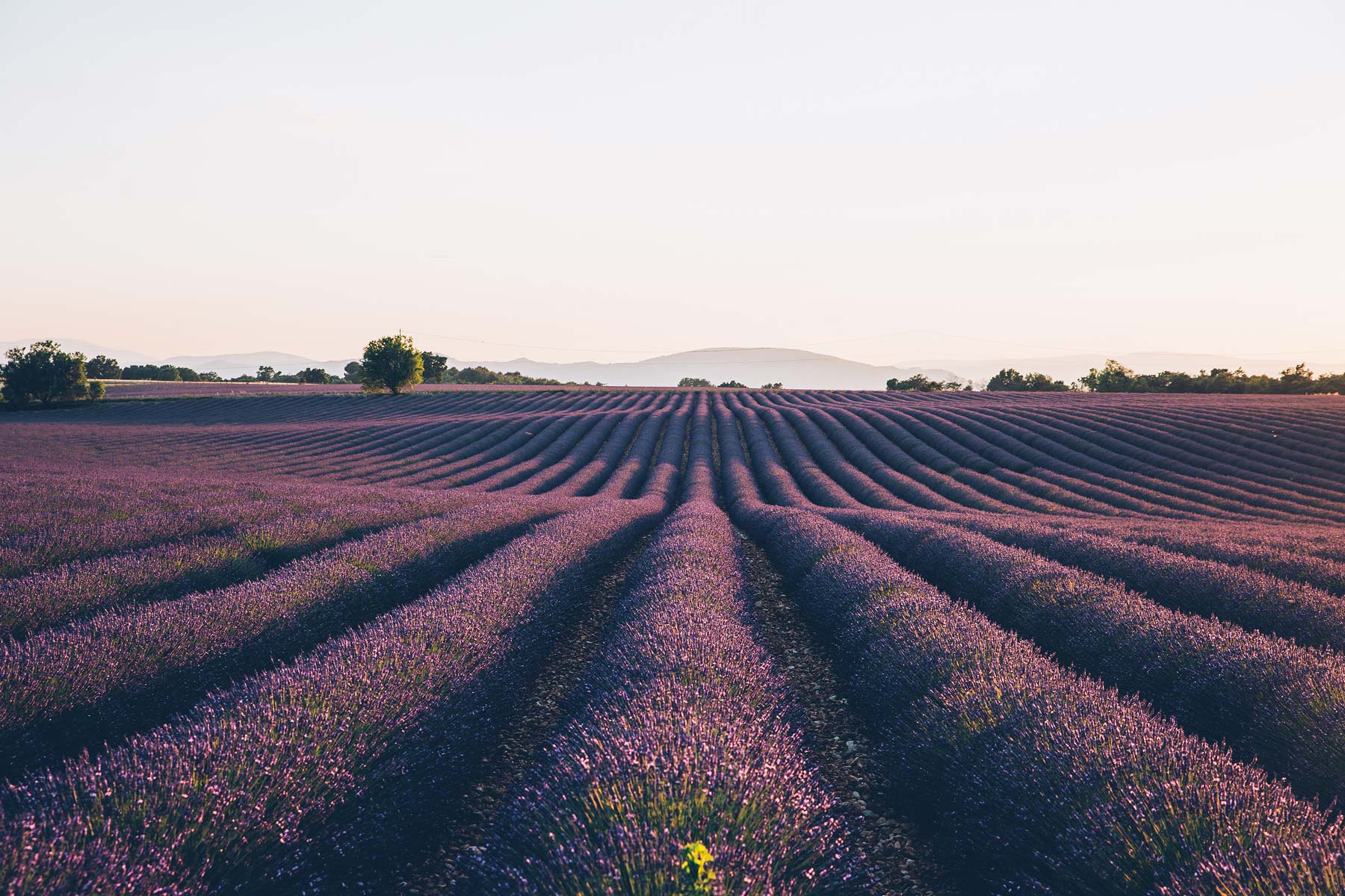 Ou Trouver Et Photographier La Lavande En Provence