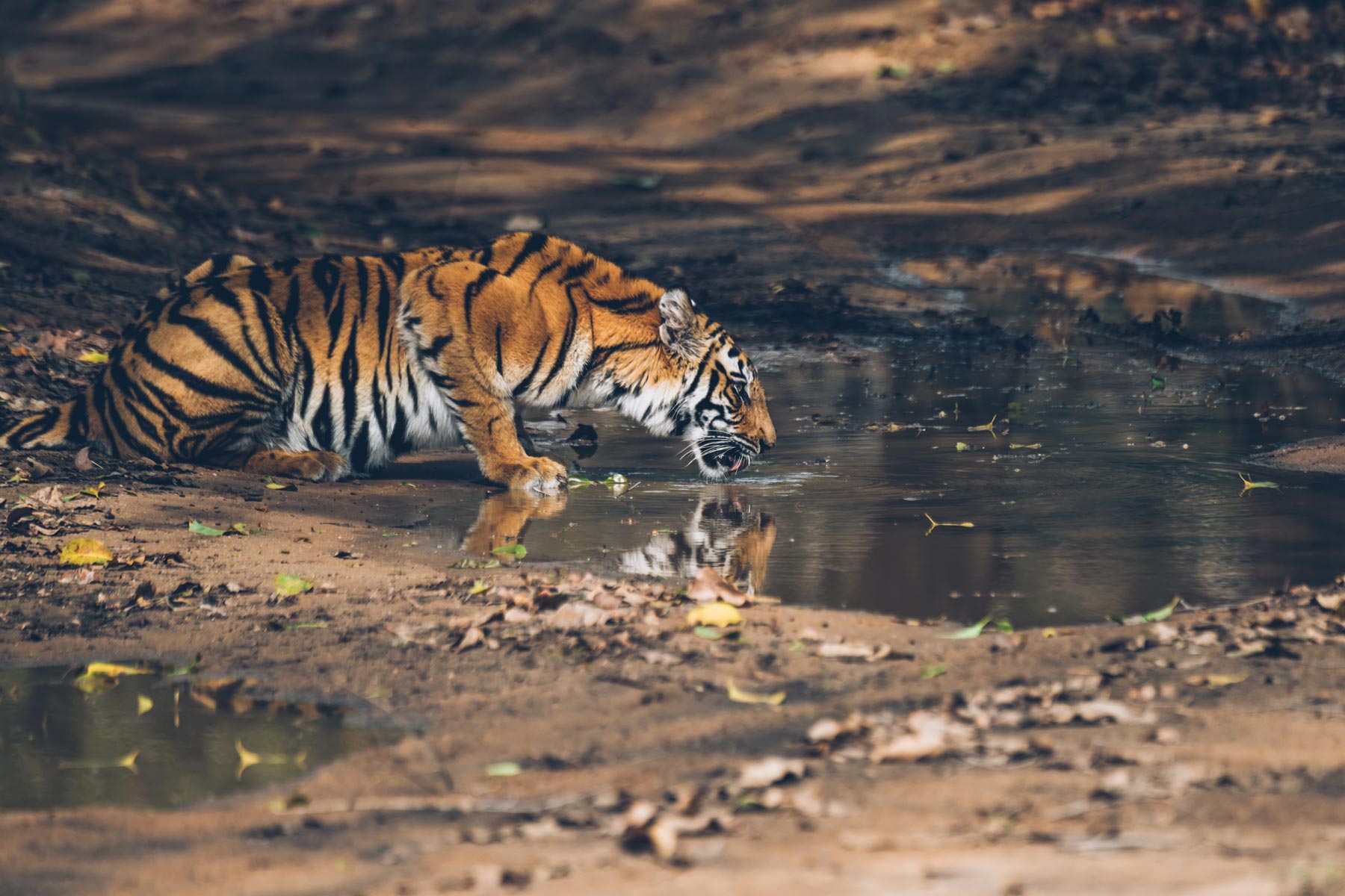 Tigre en Inde