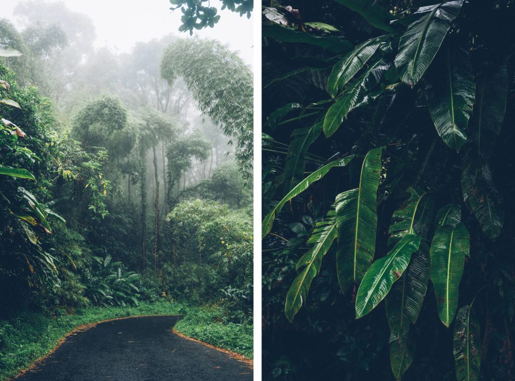 Nord luxuriant de la Martinique