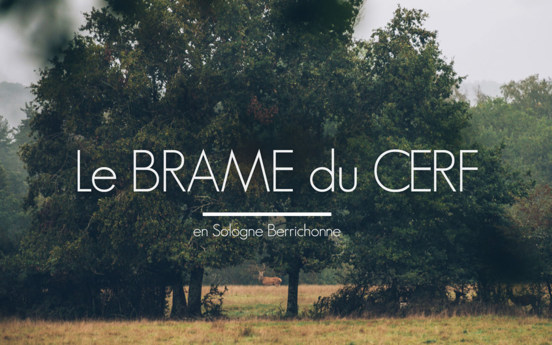 Le Brame du Cerf en Berry, Blog