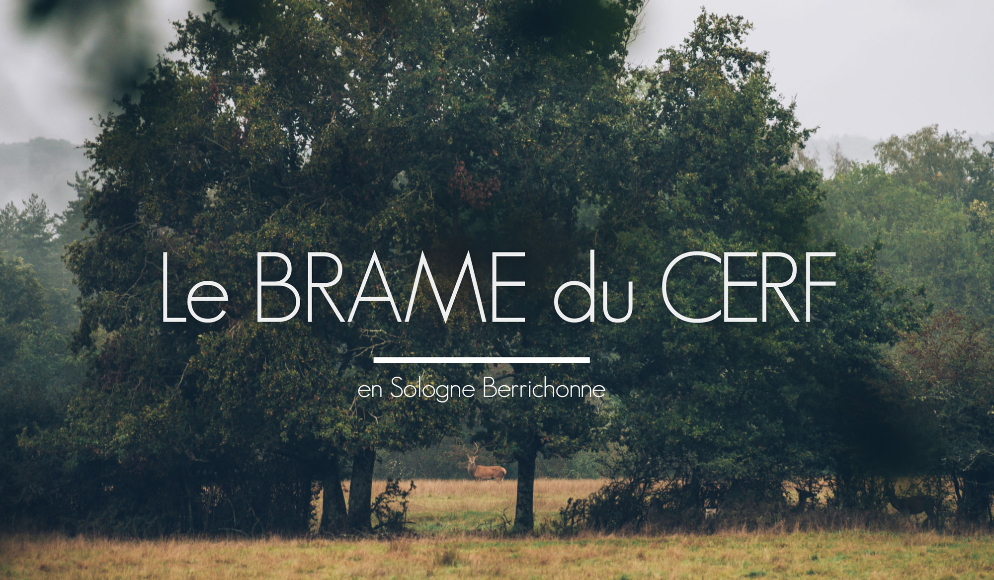 VOIR LE BRAME DU CERF EN SOLOGNE