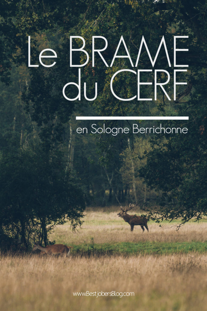 Brame du Cerf en Sologne Berrichonne