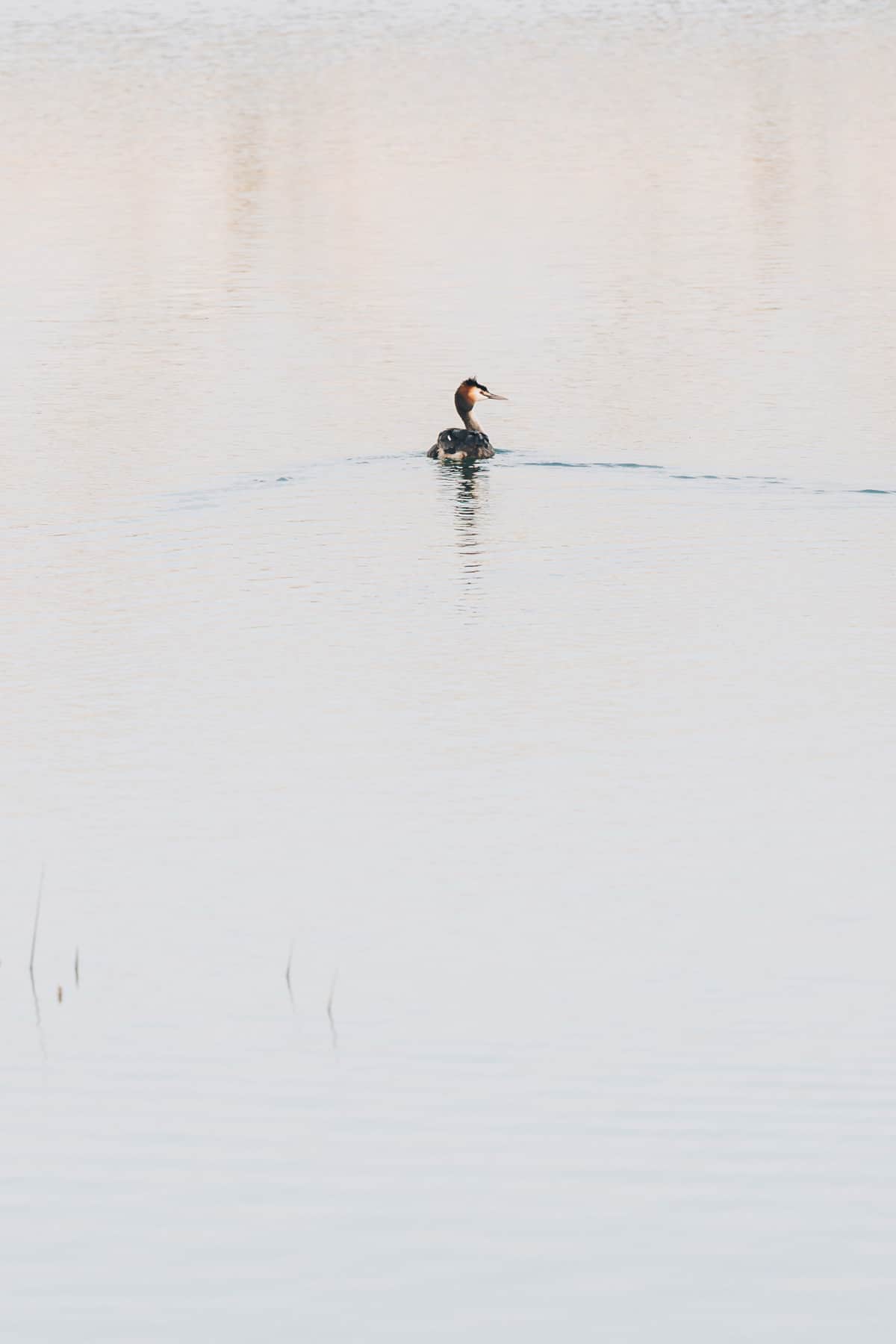 Sortie Ornitho lac du Der
