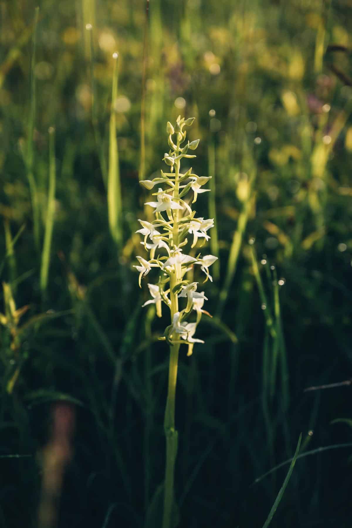 Orchidée Lac du Der