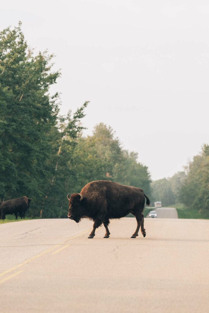 Voir des bisons au Canada: Elk Island National Park