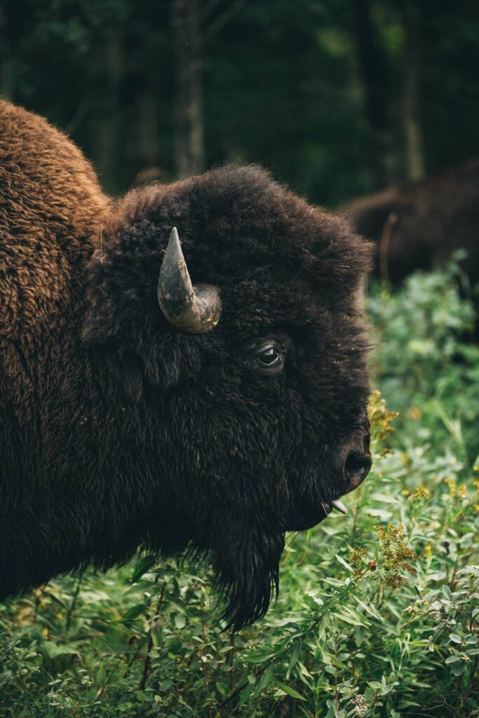 Bison Canada