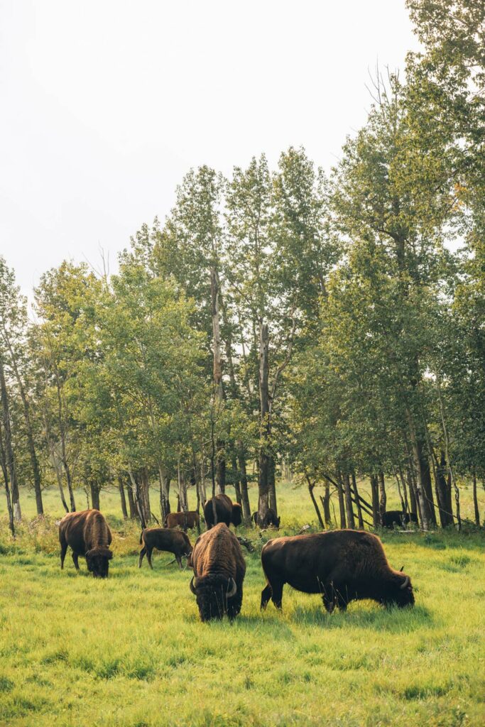 Parc National de Elk Island