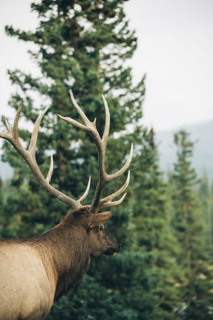 Jasper Wildlife Discovery Tour