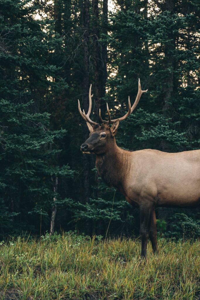 Wapiti, Jasper