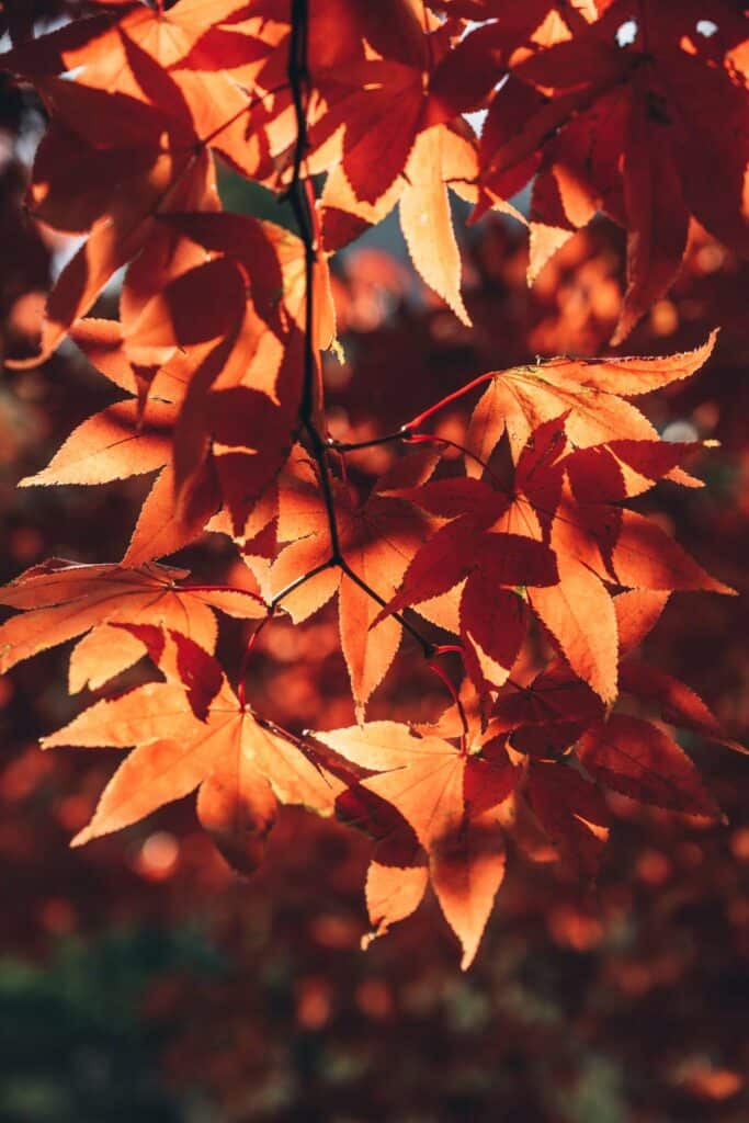 Couleurs d'automne en Corée du Sud