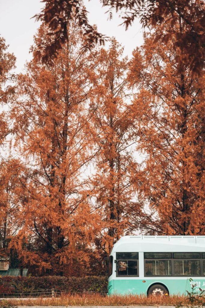 Metasequoia Lined Road, Corée du Sud