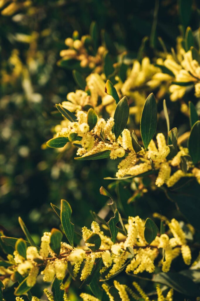 Mimosa Portugal