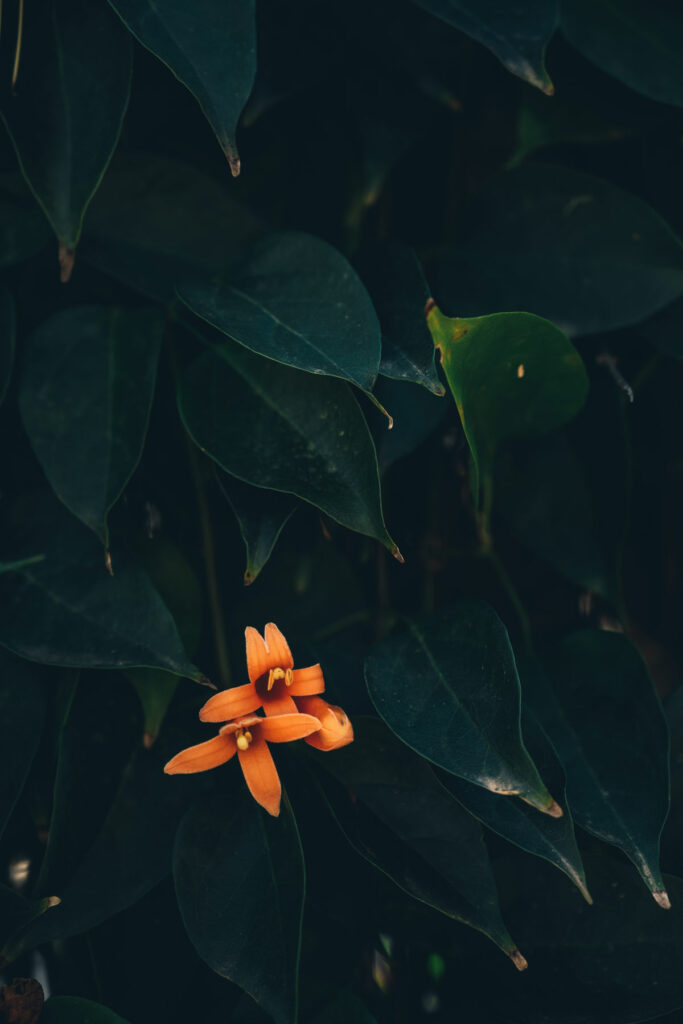 Fleur, Tavira, Algarve