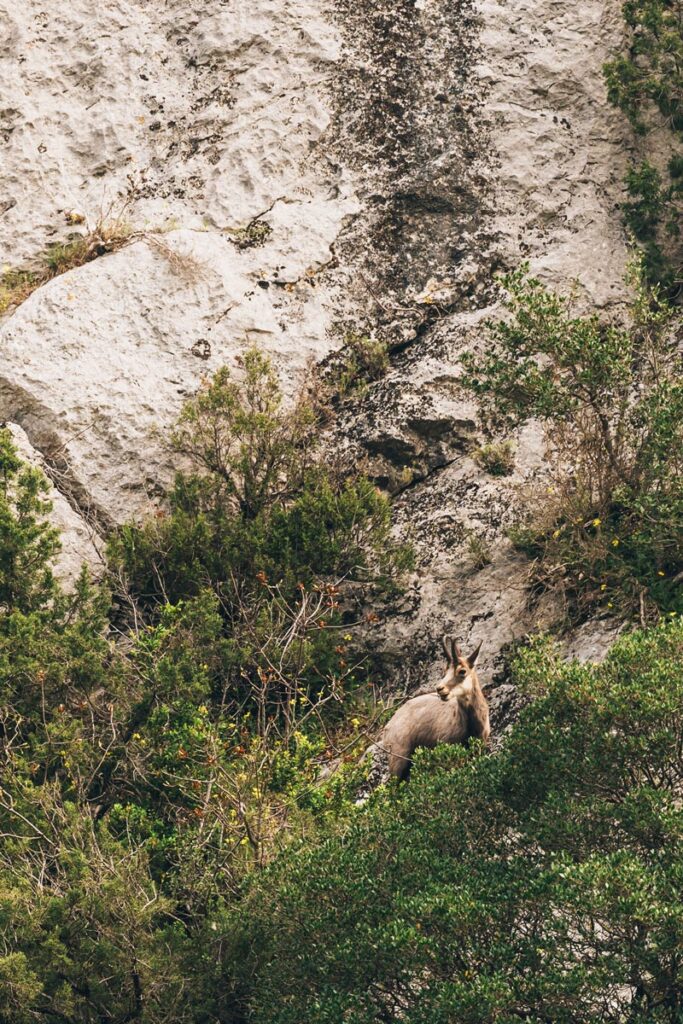 Chamois, Gorges du Verdon