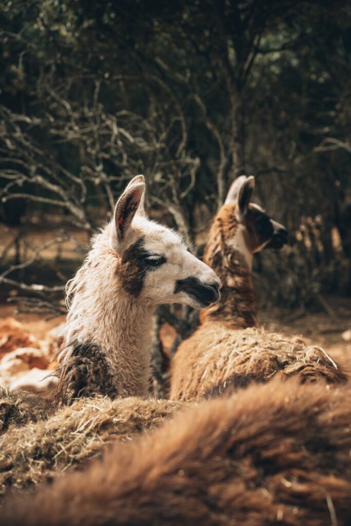 Parc Animalier Ginasservis