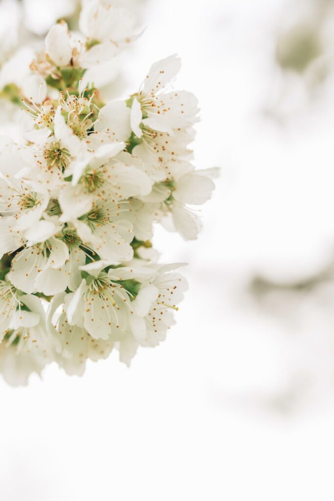 Cerisier en fleur