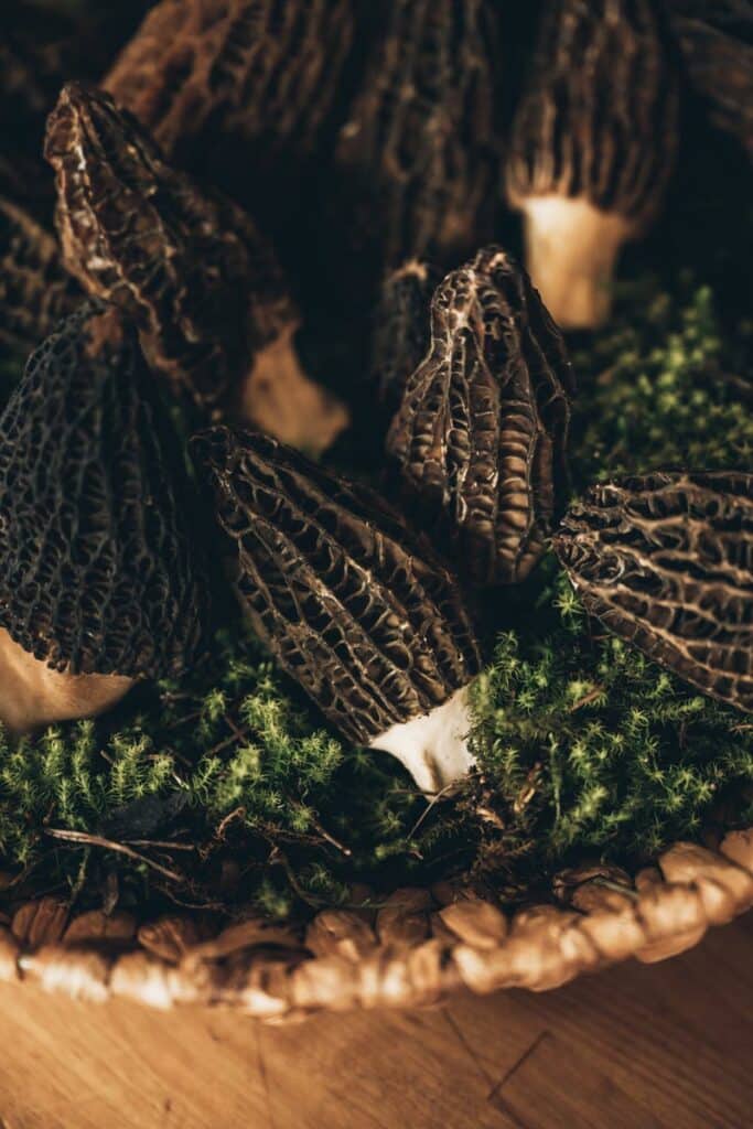Morilles, Auberge du vieux puits
