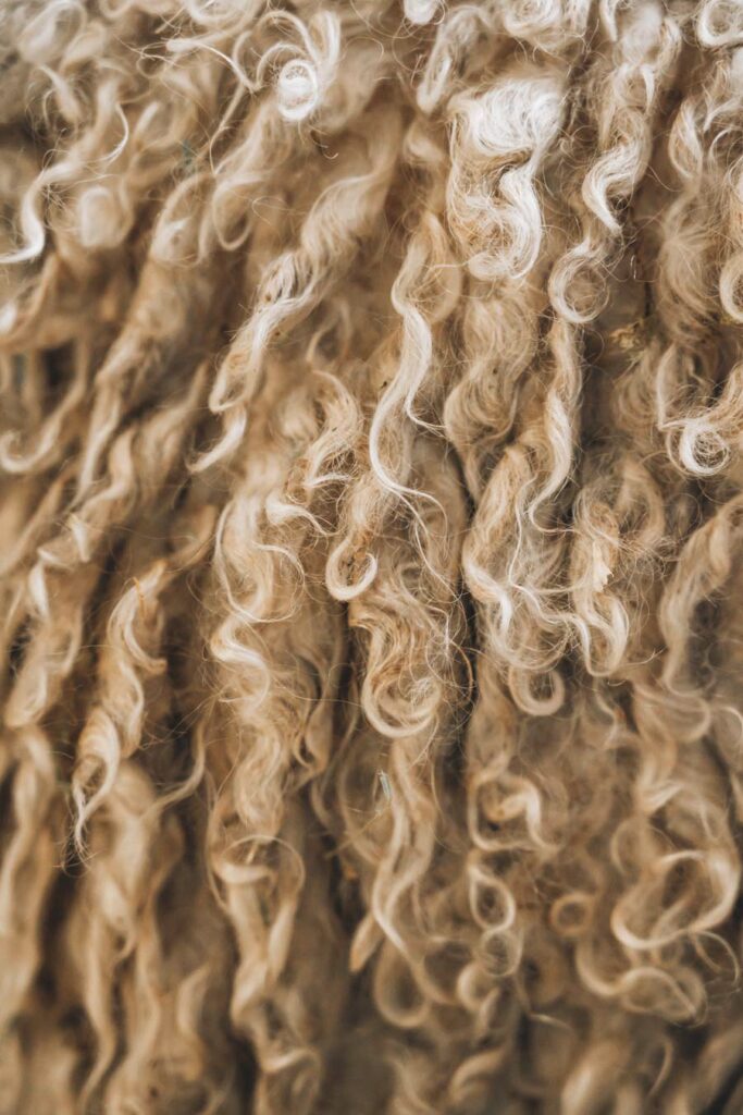 Chèvre angora