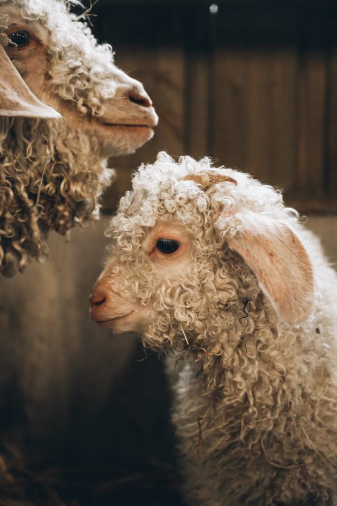 Chèvre angora
