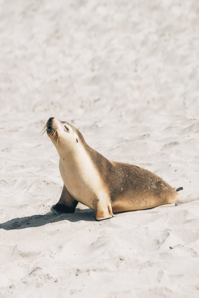 Seal Lion Kangaroo Island