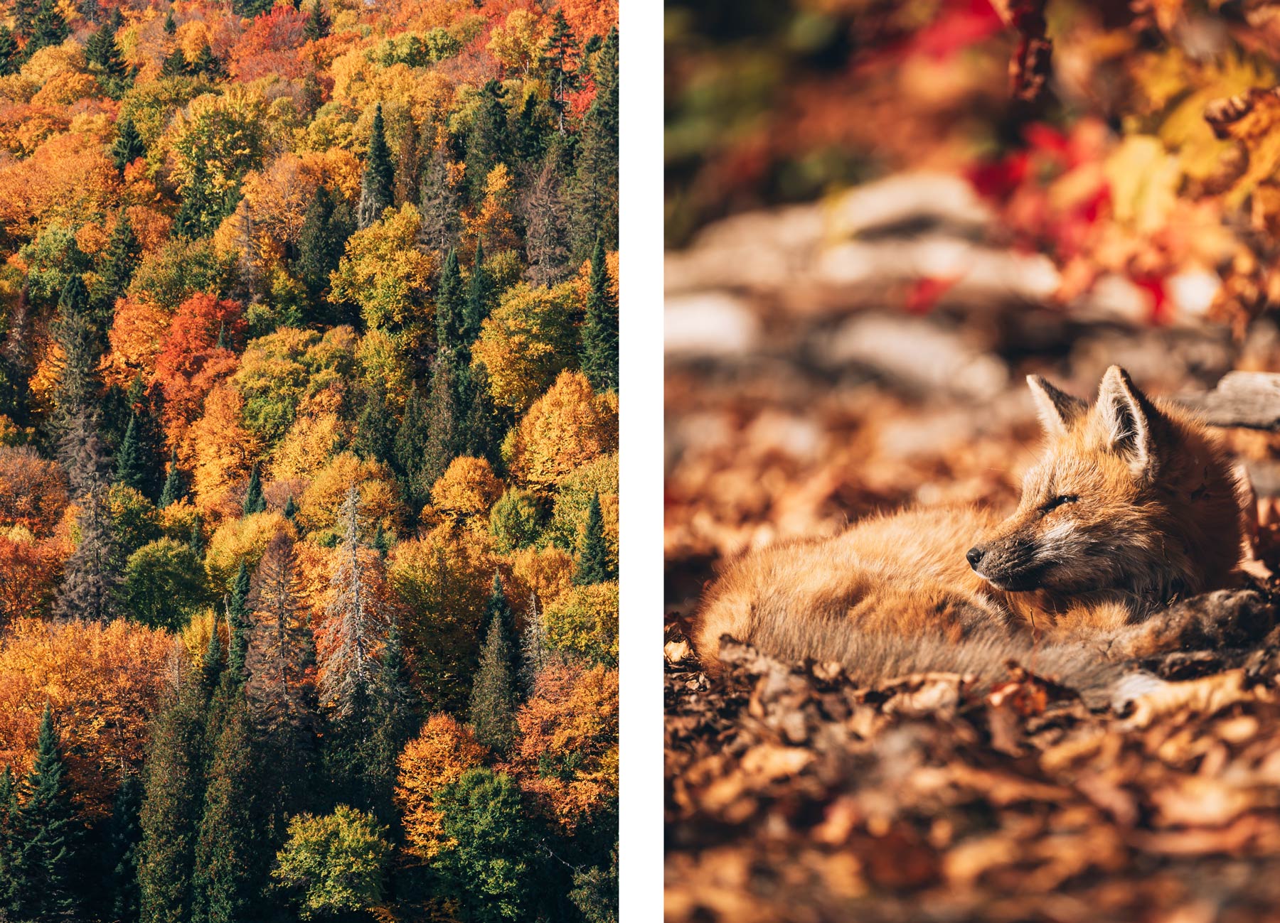 Renard, Mauricie