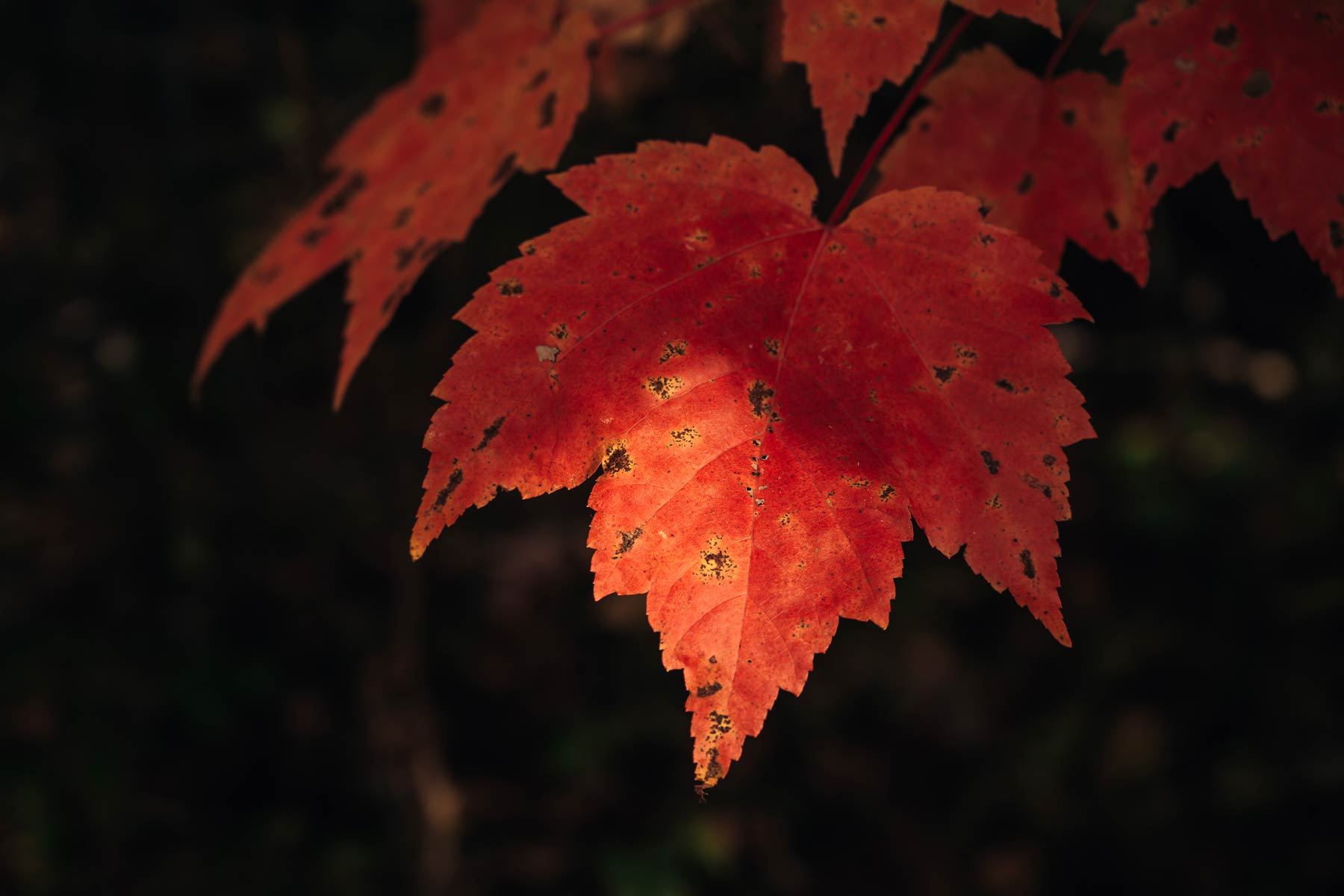 Automne au Québec