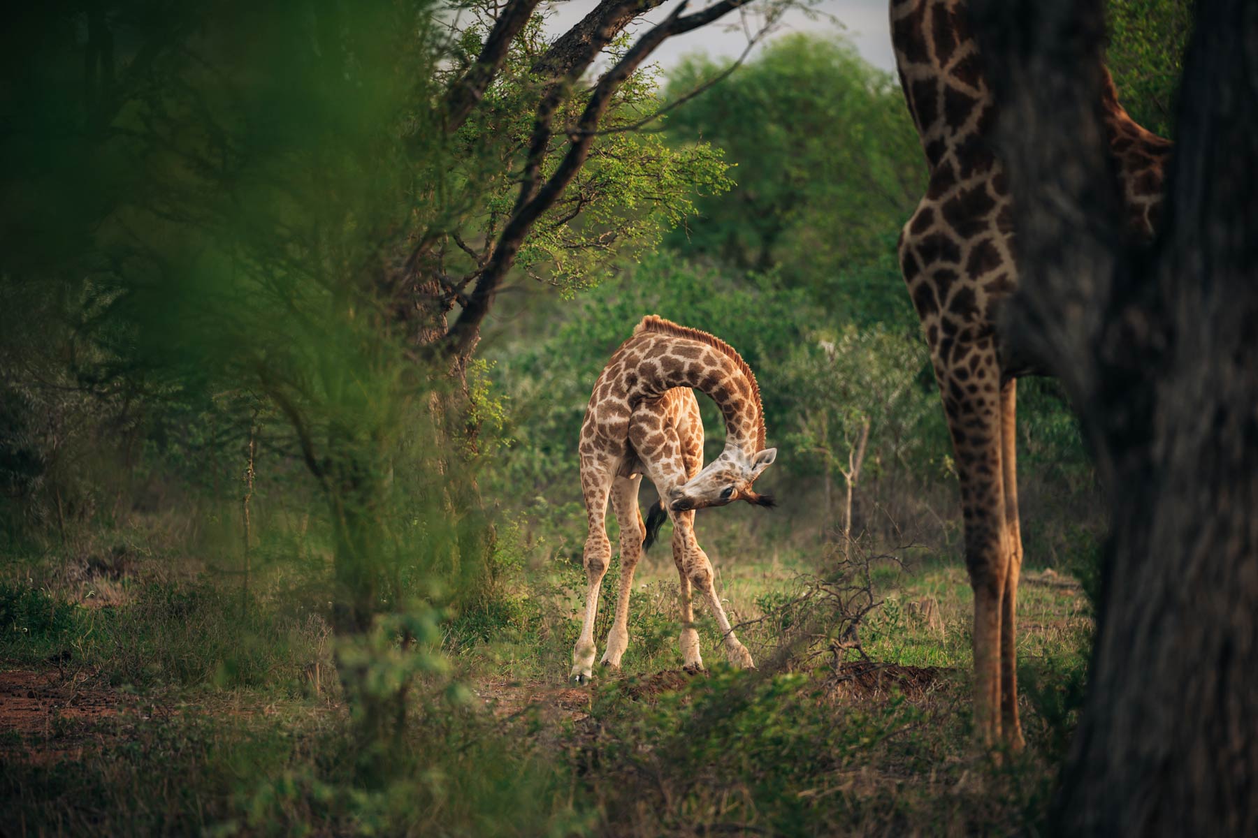 Lindiwe Safari Lodge, reserve Hoedspruit