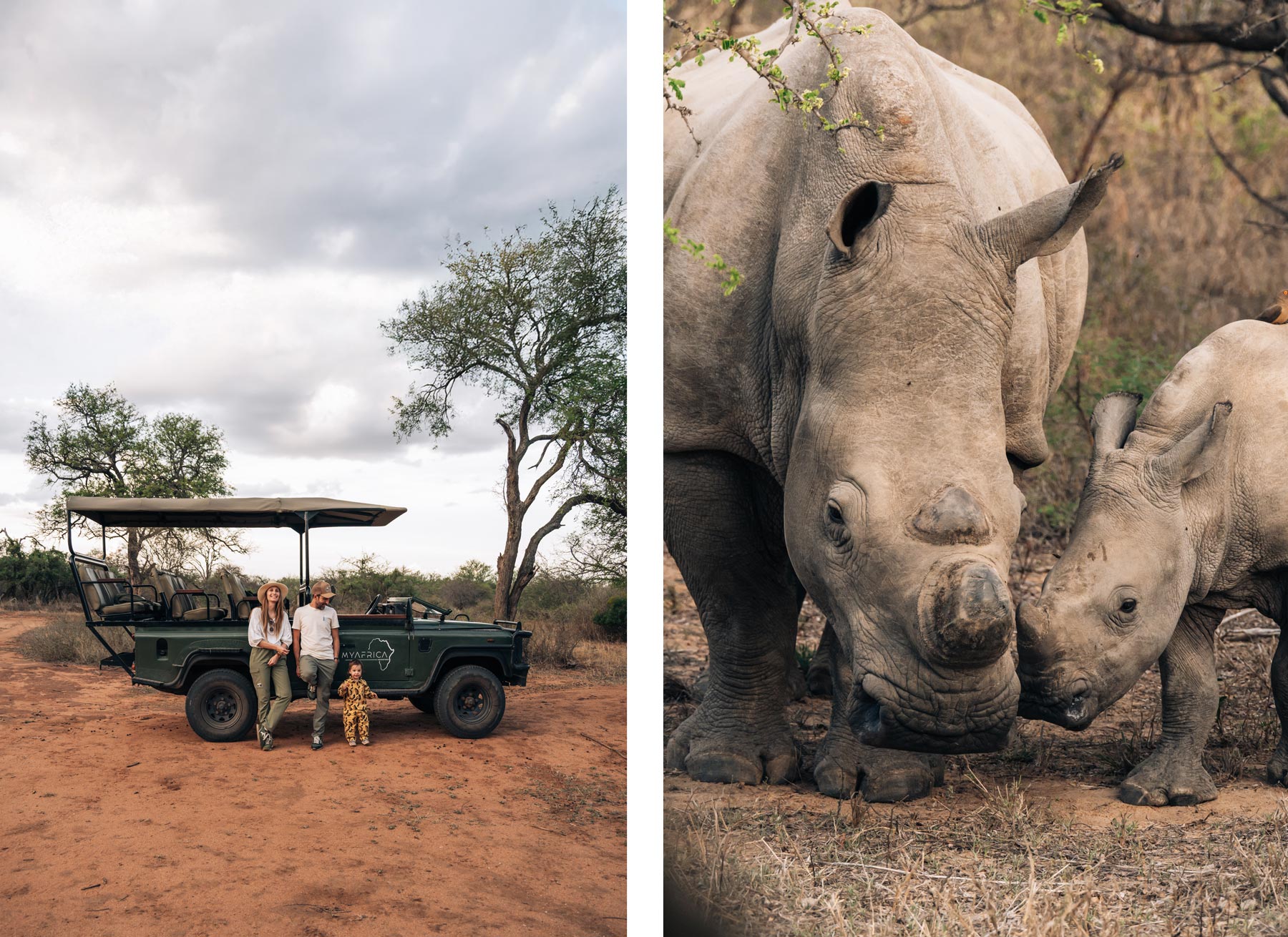Rhinos, Safari Afrique du Sud