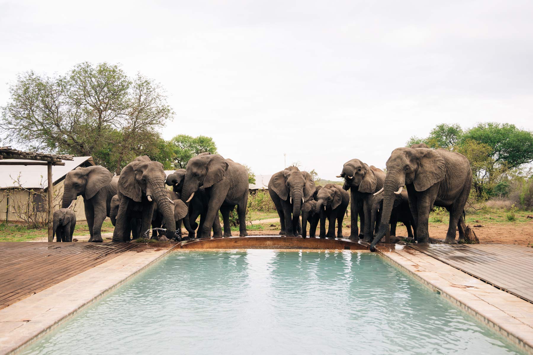 Safari Lodge avec éléphants au bord de la piscine