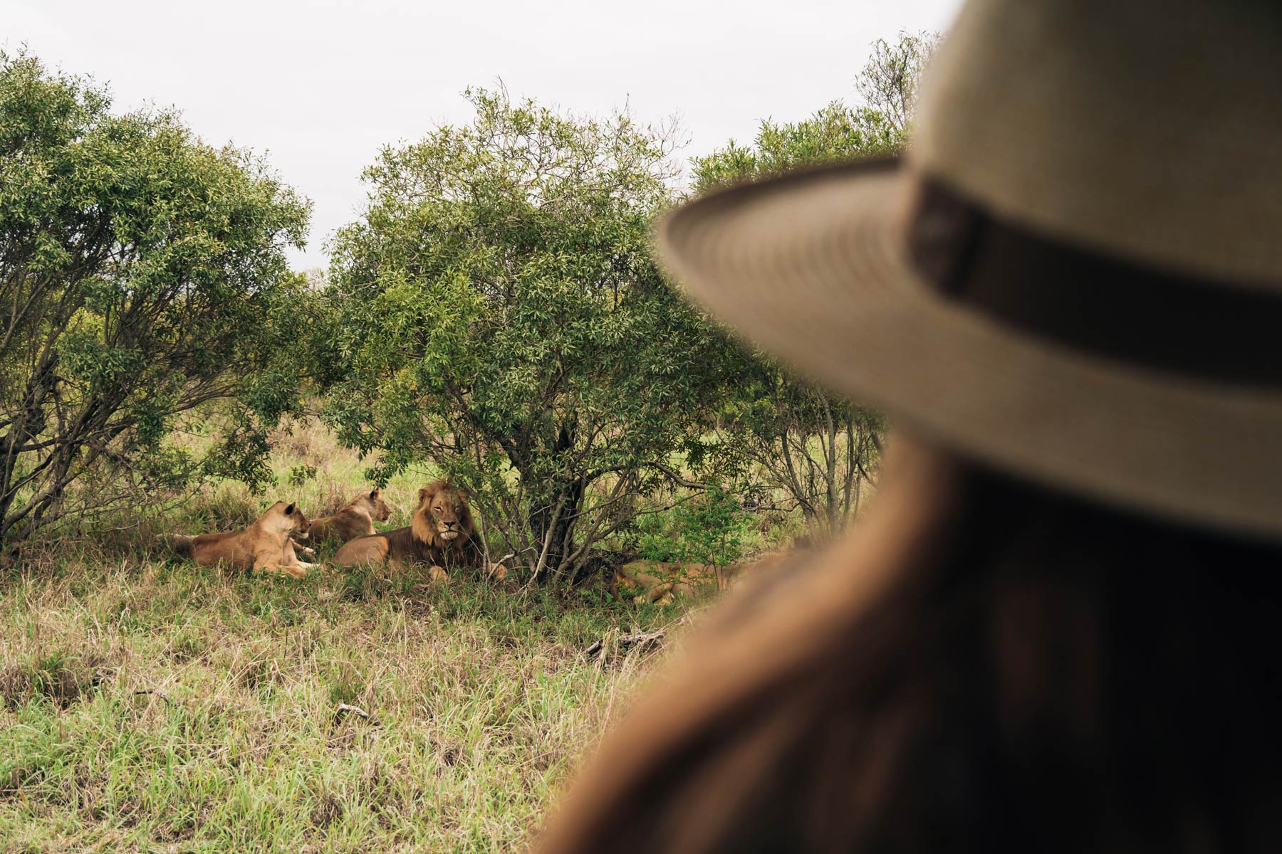 Safari en Afrique du Sud