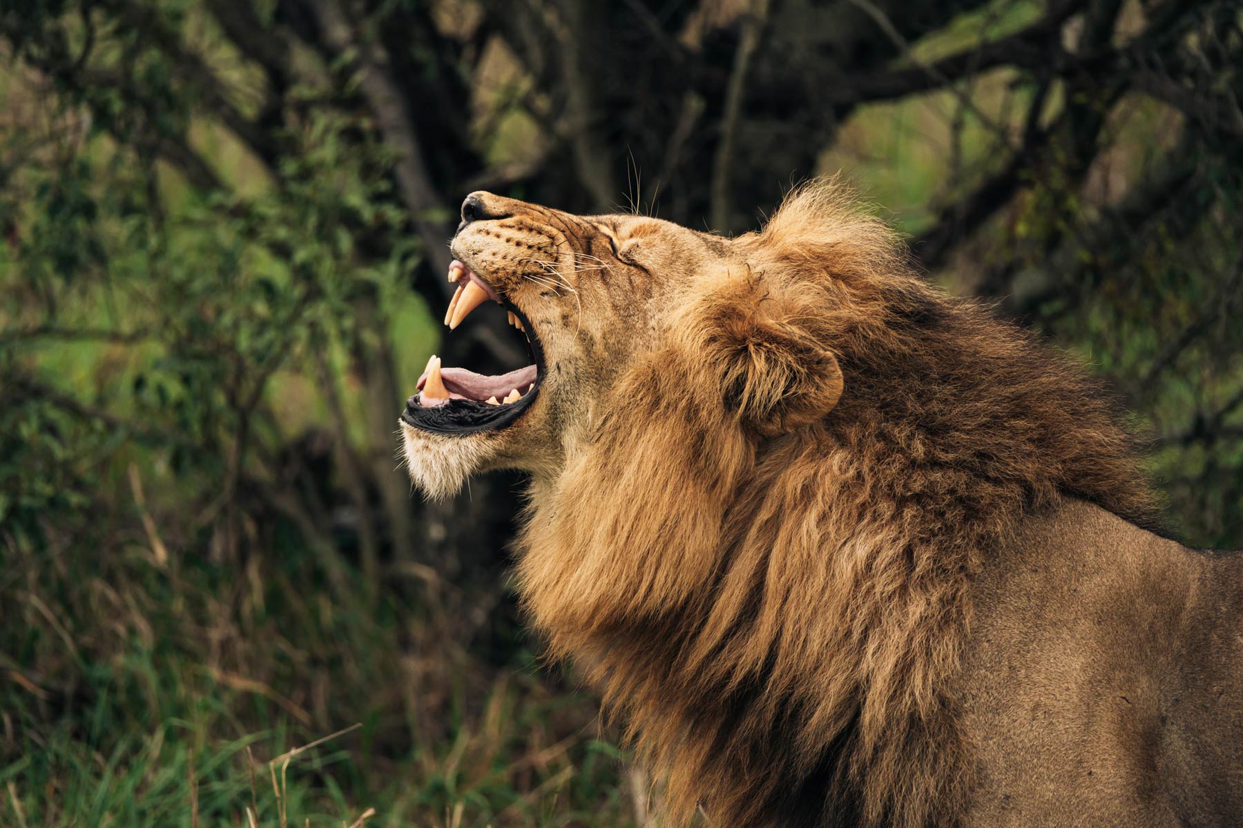 Lion, Afrique du Sud
