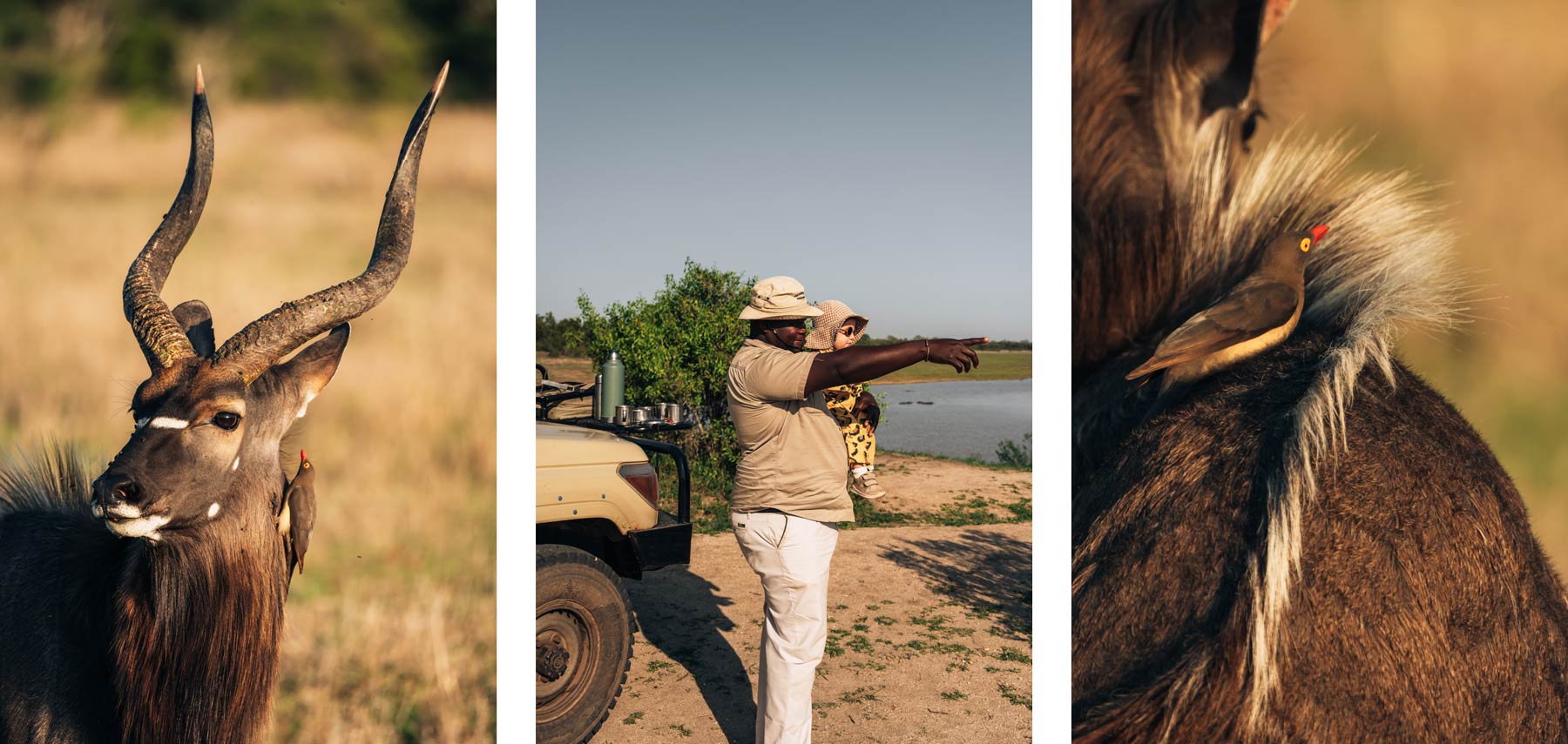 Safari en famille, enfant 3 ans