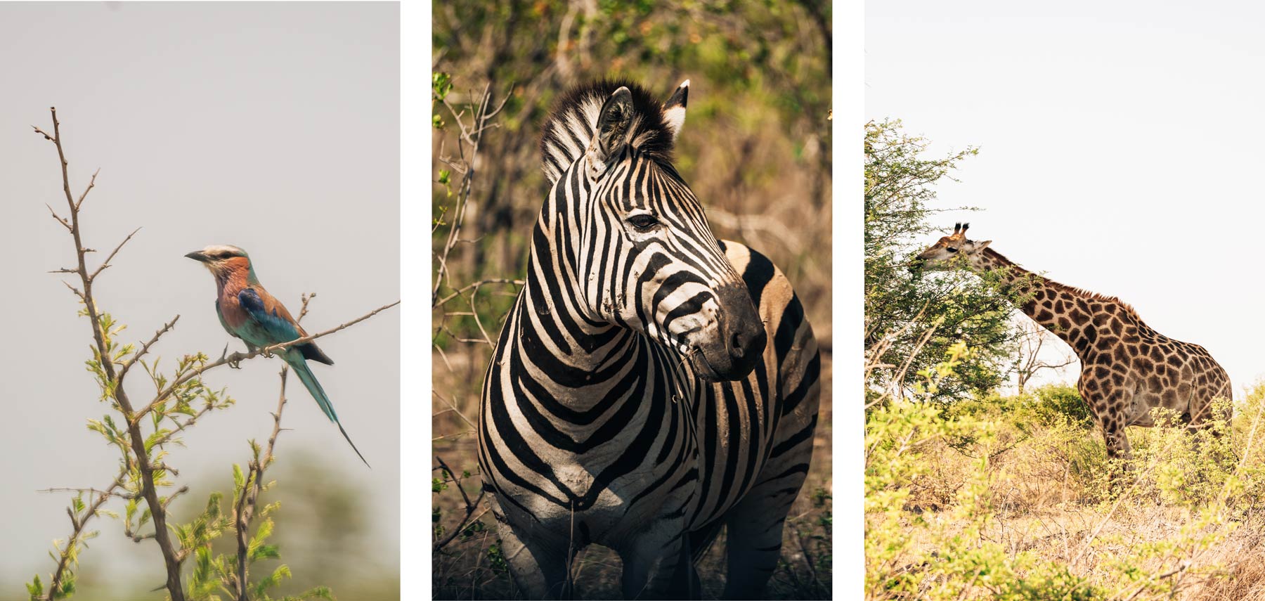 Que voir dans le Kruger ?