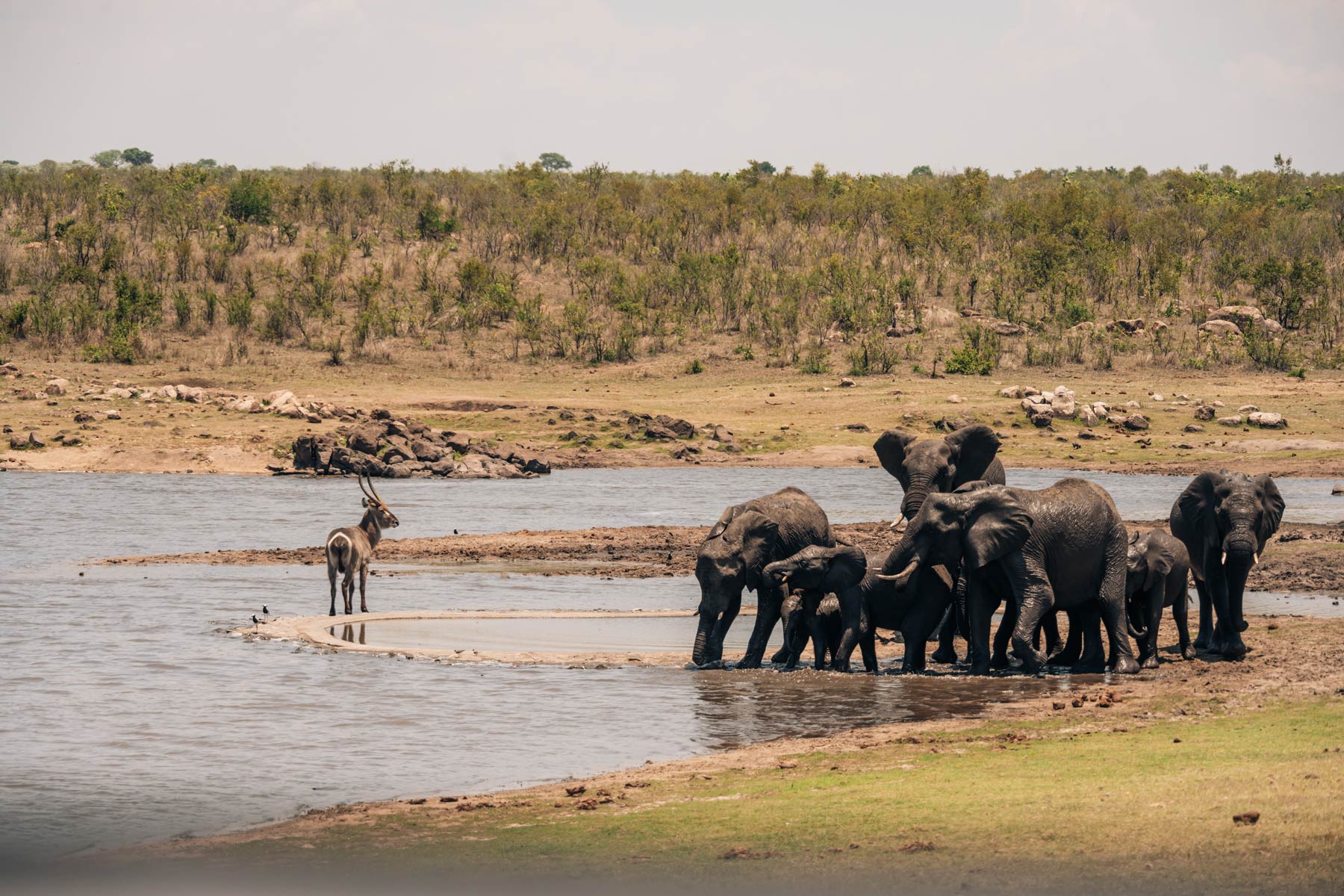 Elephants Kruger