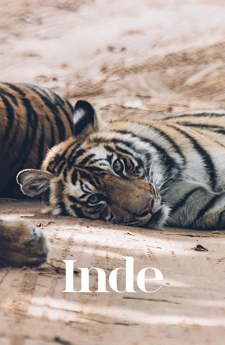 Inde Blog