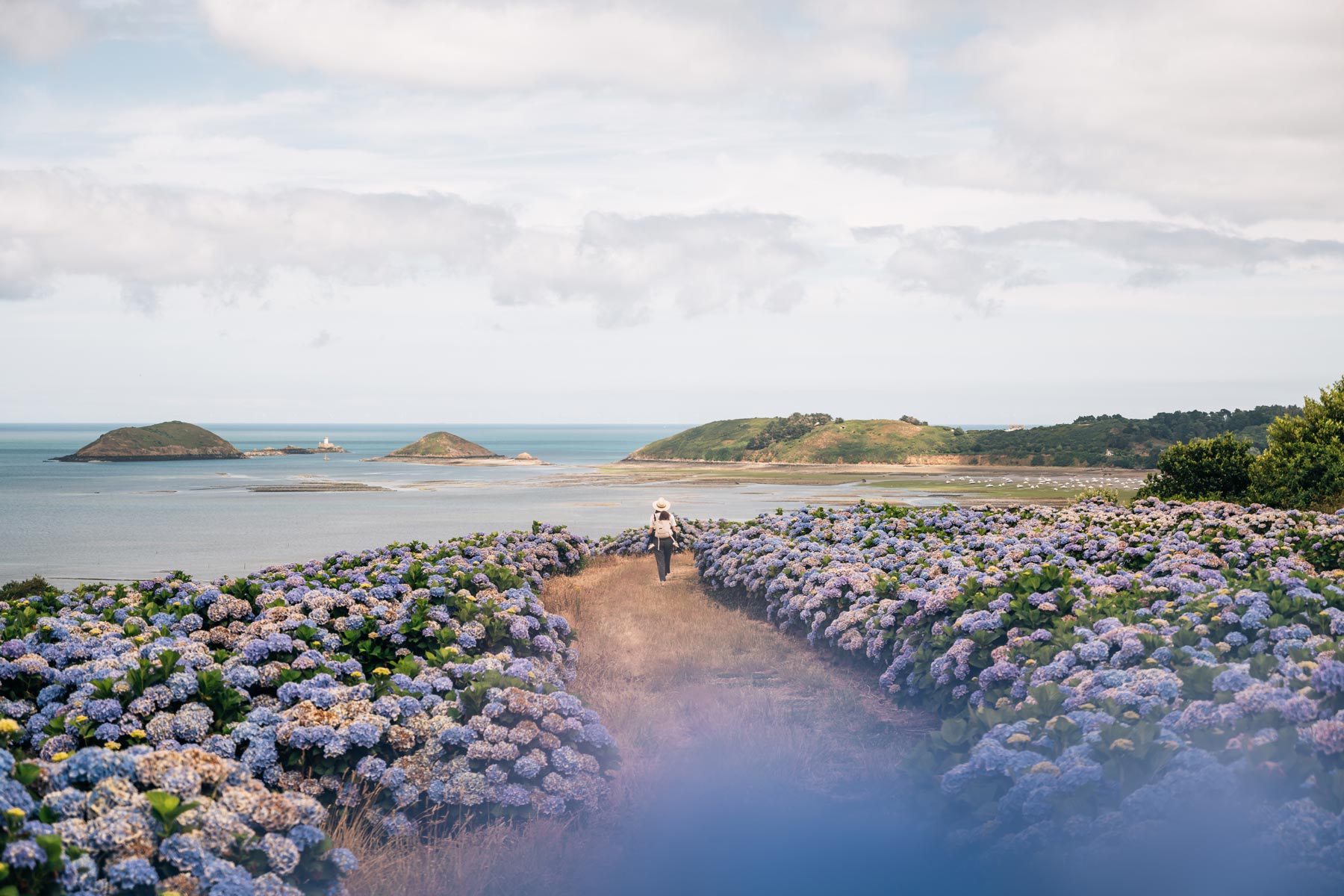 Champs d'Hortensias, Paimpol